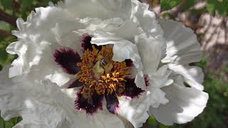 Bees picking up blossom honey on white peony flowers