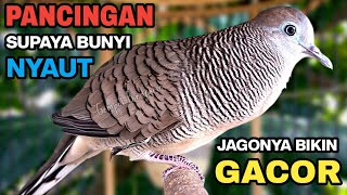 Perkutut Lokal Gacor Suara Besar Pancingan Burung Perkutut Agar Cepat Bunyi.