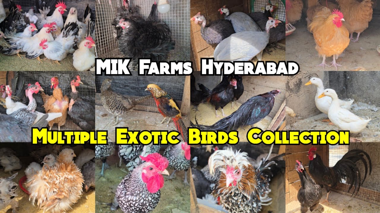 Multiple Exotic Chicken Breeds Collection @MIK Farms Hyderabad | Khilwat | Water Birds