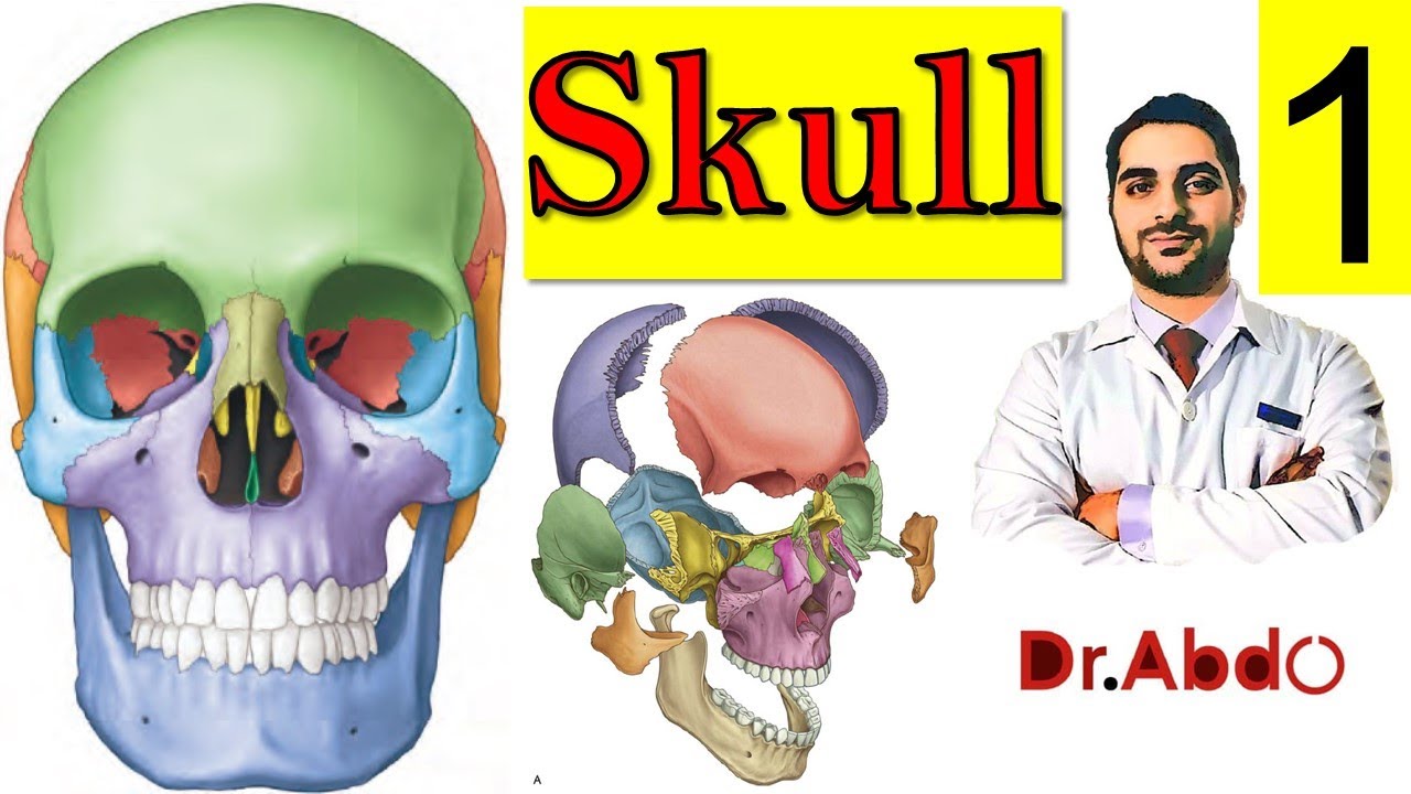1. #Skull - Bones || #Head_Anatomy Overview (1/9) || تشريح الجمجمة || [A2]