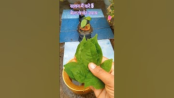 सावन मैं करे 5 बेलपत्र का उपाय #pandit_pradeep_ji_mishra #shivpuran #shivshankar #shorts #shortvideo