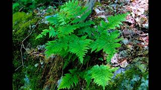 Lytro Illum 2023 Still Working