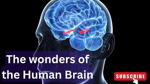 Your brain and Navigation.