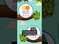 Work It Out Wombats App!!