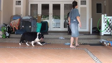 Unit 2 / Web Lesson 6 / Exercise 6.2 - Testing for Stimulus Control: Down (Rule #2)