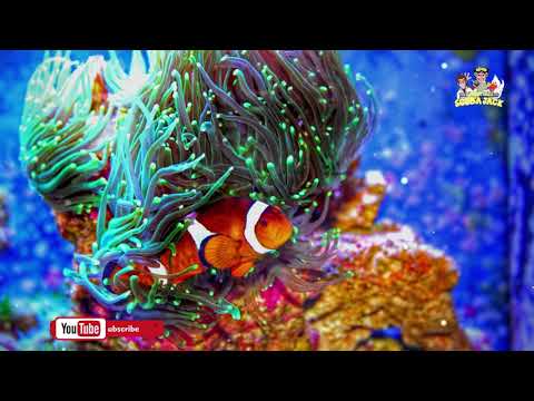 Clownfish Educational Video for Kids w/Activities!