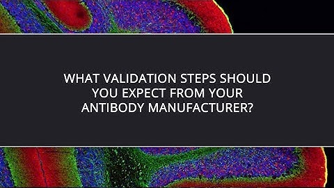 What Validation Steps Should You Expect From Your Antibody Manufacturer?