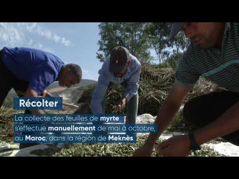 Vidéo: Cultiver Du Myrte. Soins, Culture, Reproduction. Photo