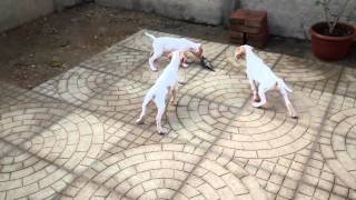 Prueba de Instinto a Cachorros Pointer