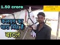 Pushkar fair 2019 || पुष्कर मेलै मे आया कलयुग का धारा सिंह (बादल) marwadi horse,