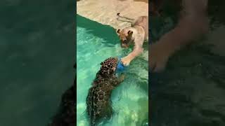 Jaguar vs. Lion Pool Play Fight! AMAZING