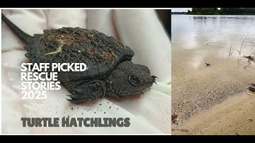 Snapping Turtle Hatchlings are Released!