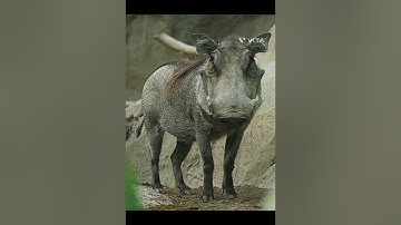 #BEAUTY OFFOREST#NATURE#GIRAFFE#WARTHOG@DRSKSINGHCHANNELJAISHREERAM