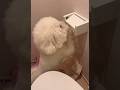 ママに怒られて沢山仕返ししてる犬