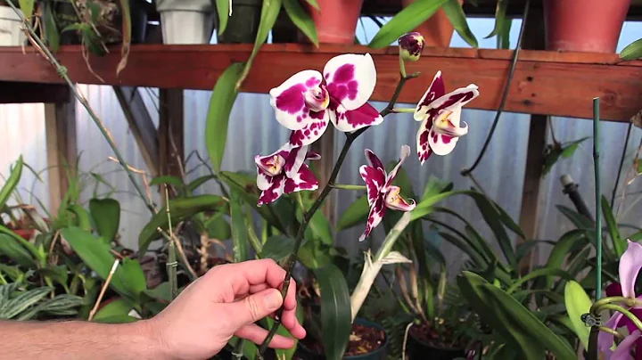 Raising Greenhouse Orchids ~ Eric Finley