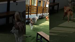 kawanan anjing 🐶🐕#shorts #viral #trending