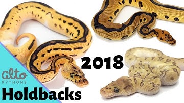 2018 Royal Python Holdbacks Amazing!!