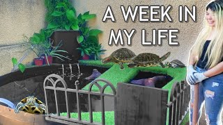 TURTLE POND BUILD FOR MY TURTLES! (a week in my life)