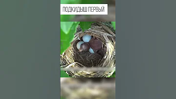 Подкидыш кукушки в чужом гнезде