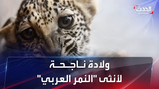 الإعلان عن ولادة 