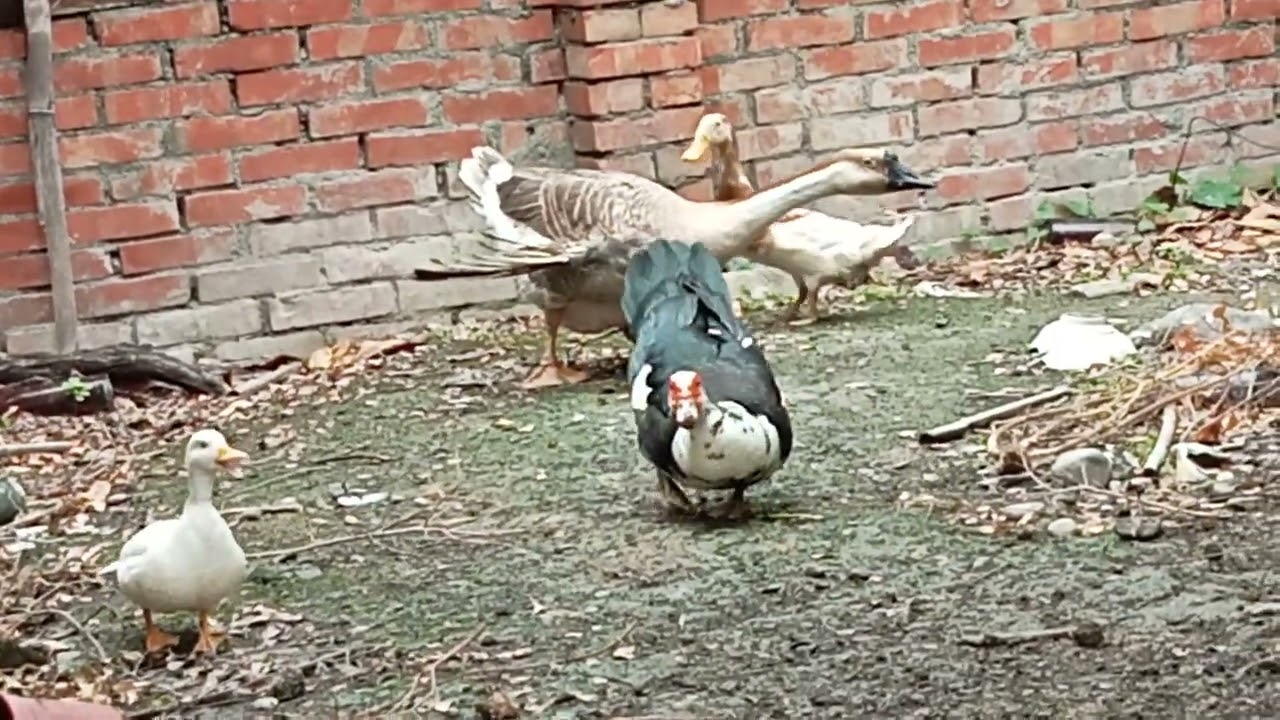 朋友送我一隻可愛的 柯爾鴨，會被欺負嗎？能適應環境嗎？