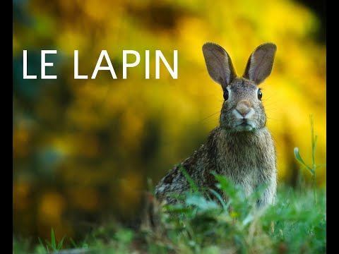 Le lapin (documentaire)