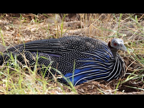 Video: Temui Burung Kenya, Afrika