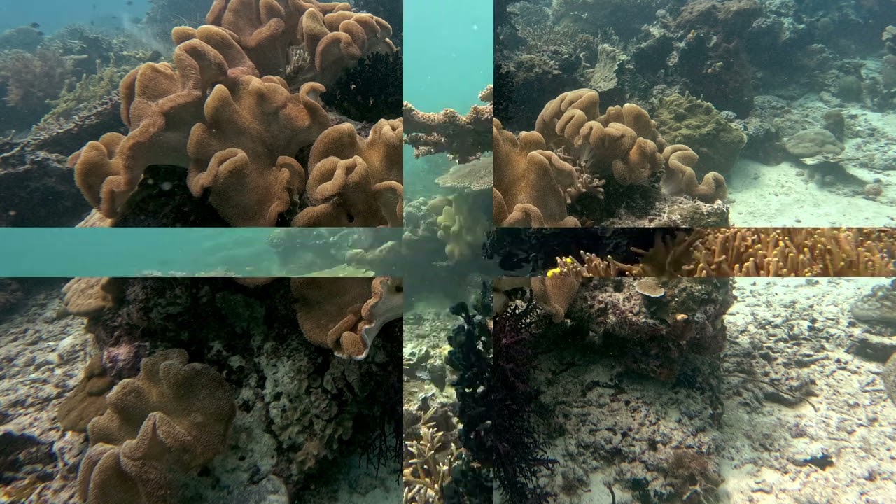 Raja Ampat   Chapter 5