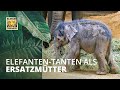 Ersatzmütter für das Elefantenbaby