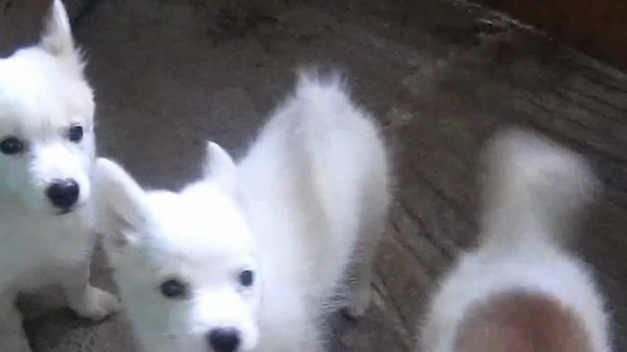 Puppies Mixed Japanese Spitz 3 4 And Dachshund 1 4 Youtube