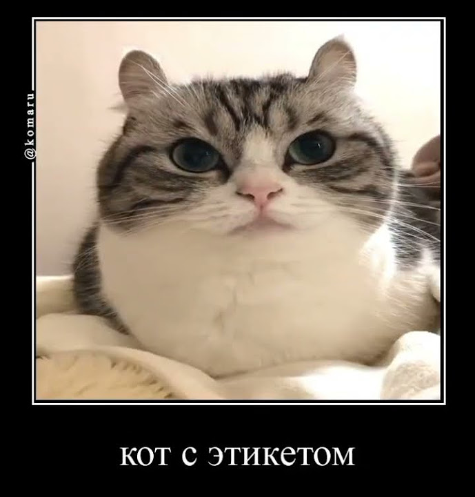 Мем с котом u i a Соблюдайте этикет как он #komaru #кот #комару #shorts - YouTube