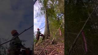 Wow Tree Cutting Skill 