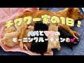 【チワワ一家の1日】パパとママのモーニングルーティン