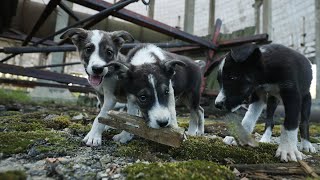 Meet a Canadian vet rescuing displaced animals in Ukraine