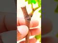 MUDA de UVA de Pé Franco Não é Enxertada  #cultivandovariedades #dicas #shortvideo #uva