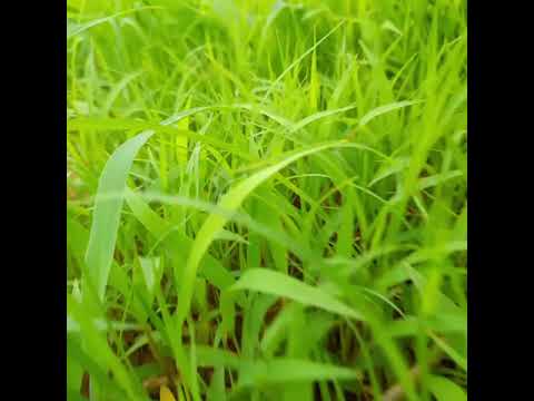 جناين الملبس ولاية شمال كردفان الابيض