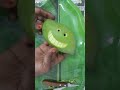 art#vege#raw mango#raw mango smile 😁 design carving#raw mango amazing smile cutting skills#mango art