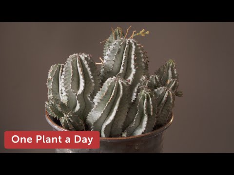 Vídeo: Euphorbia Del Jardí