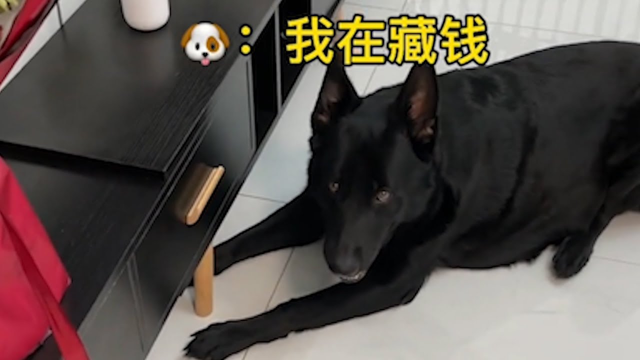 克瑞娜 铲shi的不用回来了 搞笑东德牧羊犬german Shepherd Funniest Animals ポケモンgo Tips Tricks