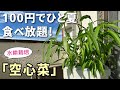 【再生栽培】100円の空心菜が秋まで増え続ける♪
