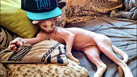 Watch the video about My sweet little funny cute Sphinx cat naked cat beautyfull hairless cat