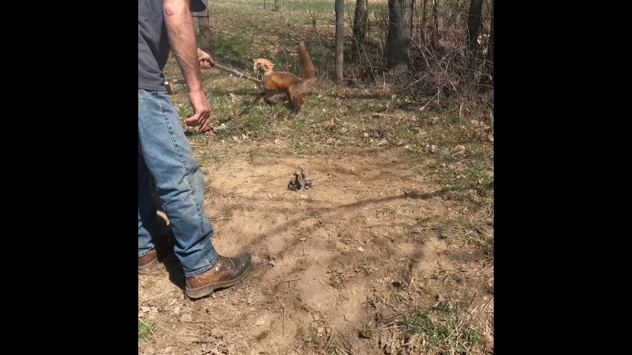 Red Fox Released Wildlife Conservation FarmLife Predators Trapping