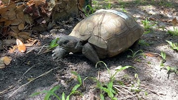 Marine Science Center - Happy Gopher Tortoise Day!