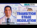 Metabolism | Regulation of the Transition Stage