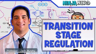 Metabolism | Regulation of the Transition Stage
