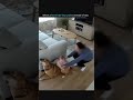 Hero Dogs Caught on Camera | Amazing Dog Rescue Moments #trending #amazingdogs #trending #usashorts