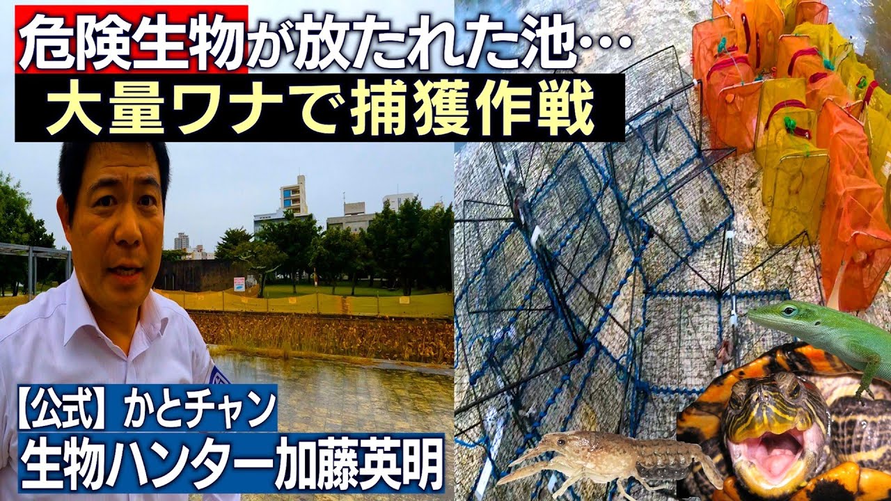 沖縄の公園池に罠を設置！現状調査で危険外来生物を再確認！拡散防止！みんなで探そうマダラザリガニ Marbled cray fish, ミステリークレイフィッシュ≫生物ハンター加藤英明【公式】かとチャン