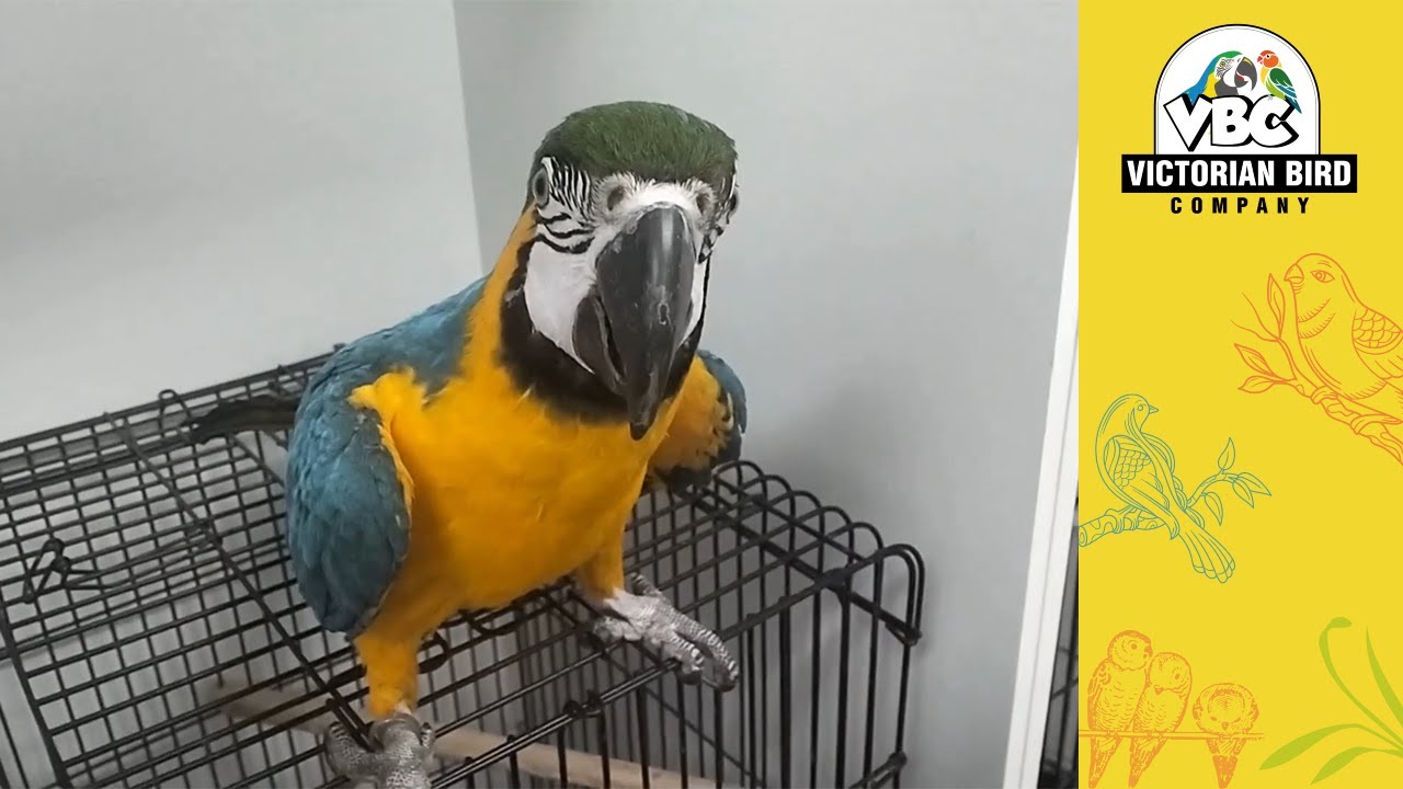 Current Pet Birds Available Ferntree Gully 12/1/24 Victorian Bird