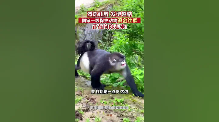 烈焰紅唇，髮型超酷！國家一級保護動物滇金絲猴正在向你走來~ - 天天要聞