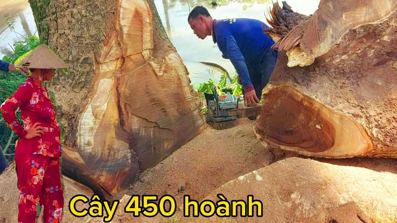 Great skills | Sawing a super giant Trembesi tree / Kĩ năng| Cưa xẻ cây ...